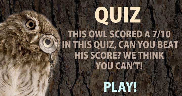 Banner for Is it possible for you to outsmart this brilliant owl?