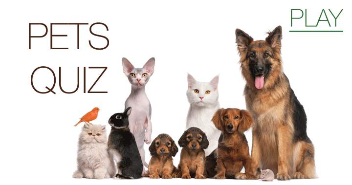 Banner for Is there anyone who doesn't love pets?