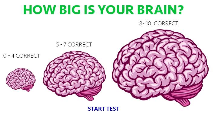 Banner for What is the size of your brain?